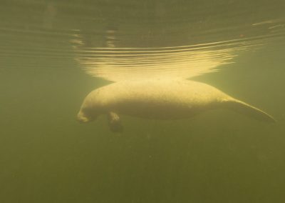 Dive a Mark V mantee